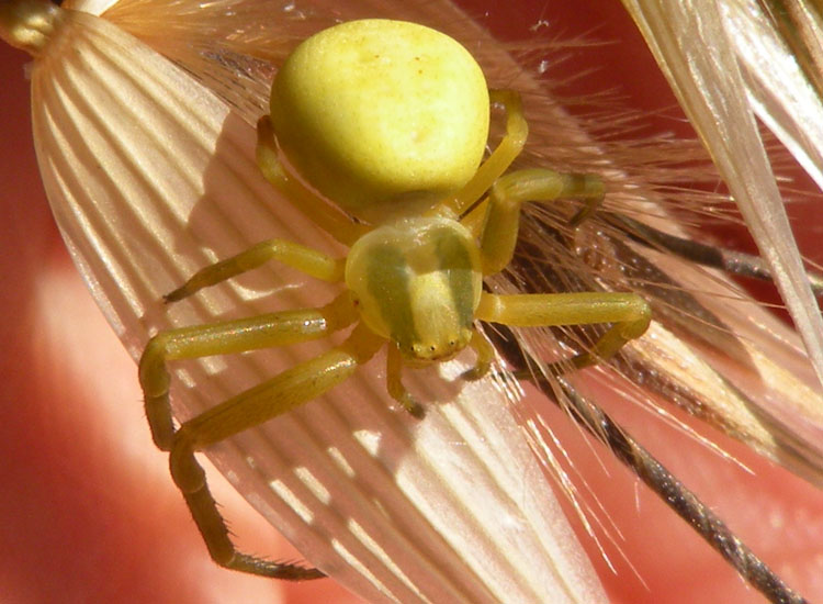 Misumena vatia